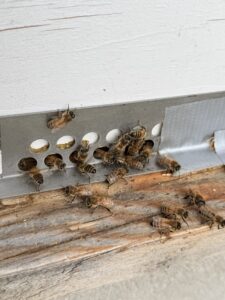 A close-up photograph of Karl's honeybees.