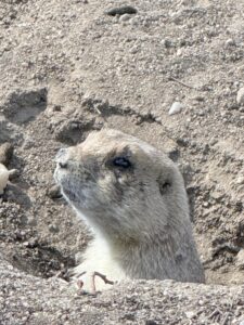 Close-up photo of a prairie dog.