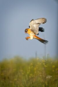 A hawk in midflight with a moth in its talons.