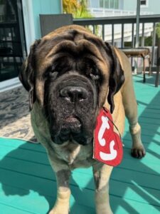 The Big 65 Medicare Insurance Services.