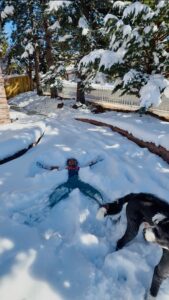 Miti doing a snow angel in the backyard as Plato looks on.