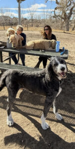 Plato enjoying time with other dog friends.