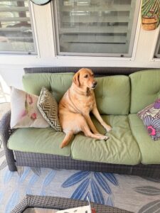 A beautiful brown dog sitting on a green couch.