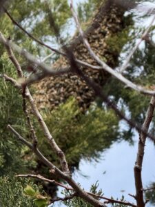 A bunch of bees up in a tree.
