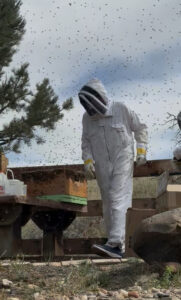 Karl in a white bee suit surrounded by flying honey bees.
