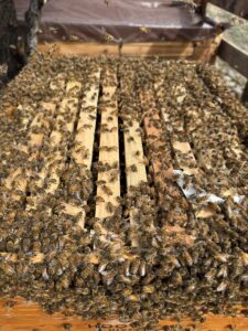 A close-up photograph of honey bees.