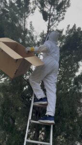 Karl in a white beekeeping suit, standing on a ladder.