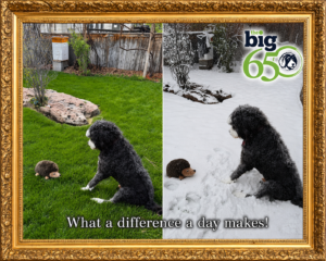 Plato looking a stuffed animal in the back yard - one with green grass, one with snow. 