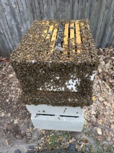 A bee hive of honey bees.