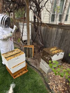 A beekeepiner working with bee hives.