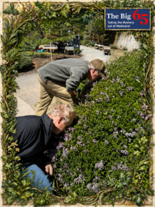 Two men smelling a bush.