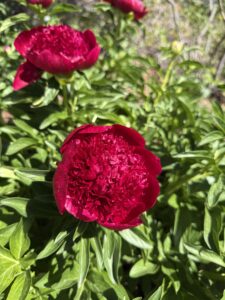A bright red flower.