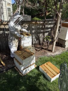 A beekeeper in a white beekeeping suit, working on bee hives.
