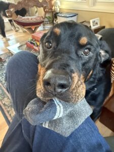 Elwood the dog with a sock in his mouth.