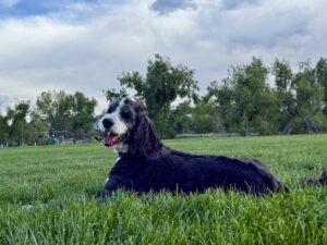 Plato sitting in the grass.