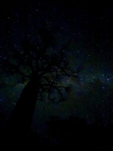 A huge Baobab tree photographed from below, looking up at the brilliant stars above.