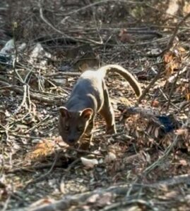 A fossa, Madagascar's top predator, walking toward the camera.