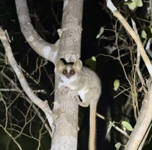 A lemur in a tree, looking at the camera.