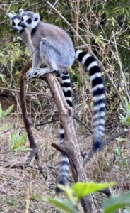 Two Lemurs on a branch in Madagacar.