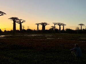 Trees in the distance in Madagascar.