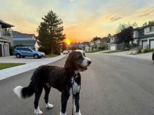 Plato, the big black and white dog, on a street in Colorado at sunset.