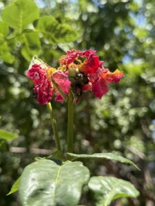 Close-up photo of a rose with a Japanese beetle.