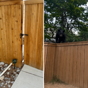 Karl backyard door and also a separate picture of a bear on top of a fence.