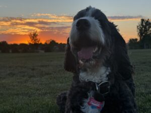 Plato the big black and white dog with the sun in the background.
