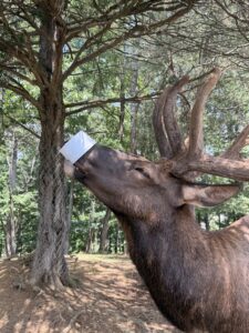An elk eating food from a white container.