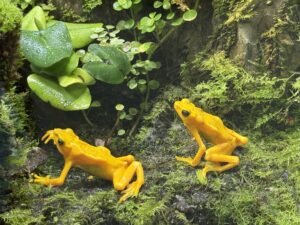 Two yellow frogs.