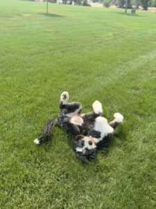 Plato rolling in the green grass.