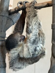 A sloth hanging upside down from a limb.