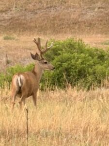 A Muledeer in a field.