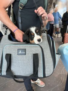 A cute dog inside a carry-on at the airport.
