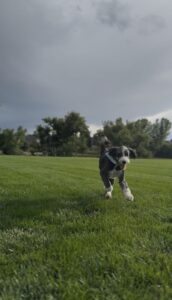 Plato the big black and white dog running in the green grass.