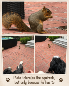 Plato looking at a squirrel.
