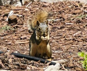 A squirrel munching on a nut.
