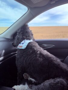 Plato riding in the front seat of a car.