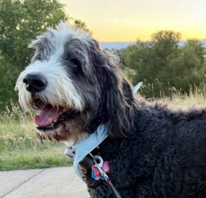 A close up photo of Plato, the big black and white dog.