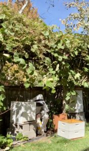 Karl working on one of his bee hives.